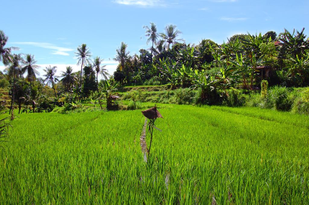 Indo Rumah Zengarden Pabean Buleleng Esterno foto